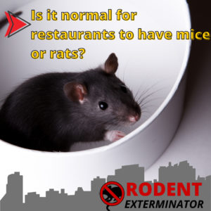 Is it normal for restaurants to have mice or rats