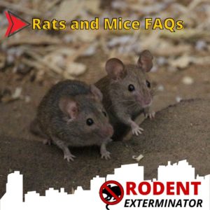 Rats and Mice FAQs