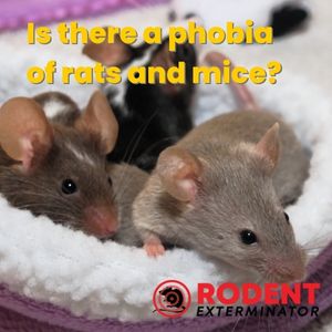 What Phobia Is The Fear Of Mice? – JKJQJH